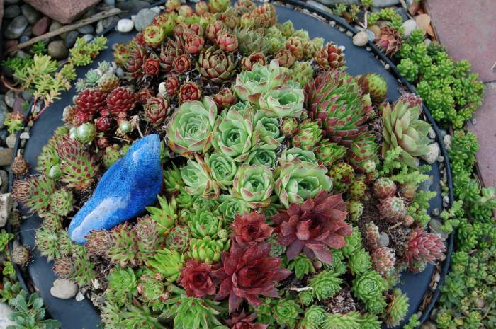 Sempervivum Dachwurz Hauswurz